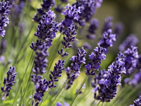 Lavendel bei Schlafstörungen: So hilft die Pflanze