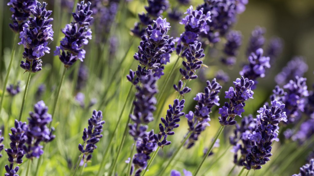 Lavendel