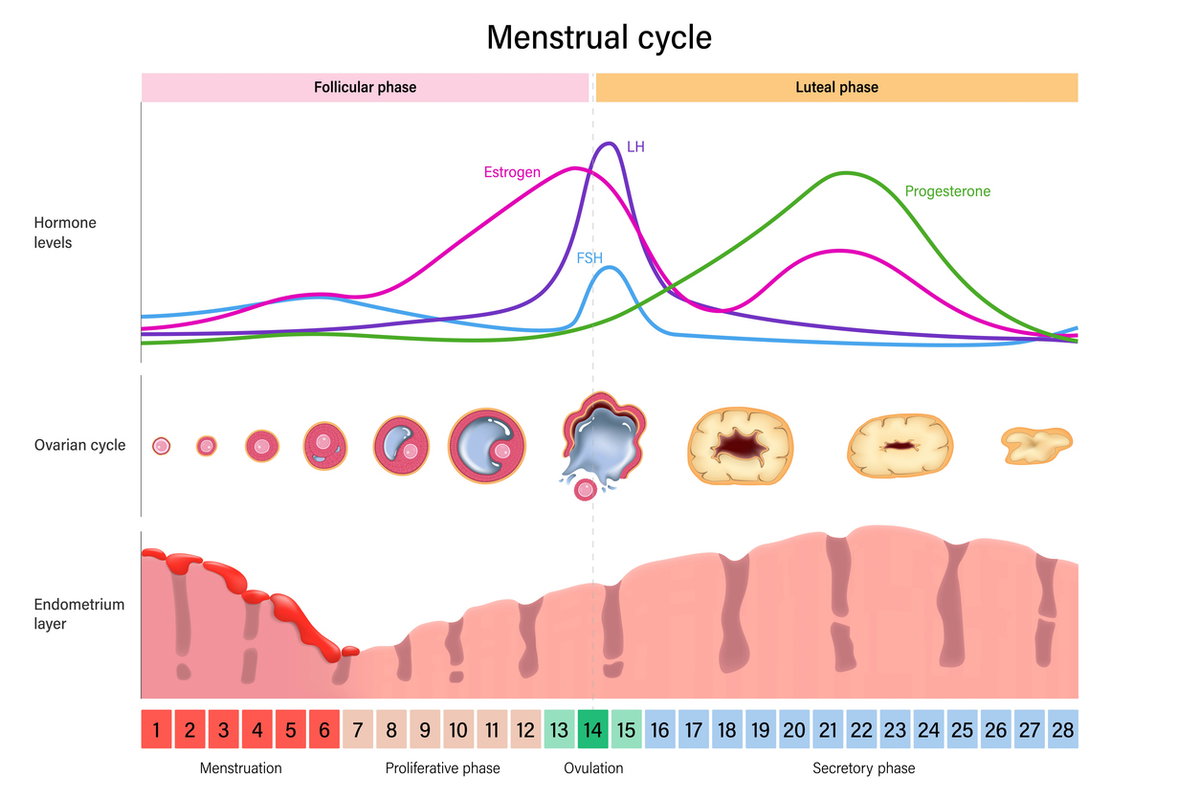 Grafische Darstellung der Abläufe während des Menstruationszyklus