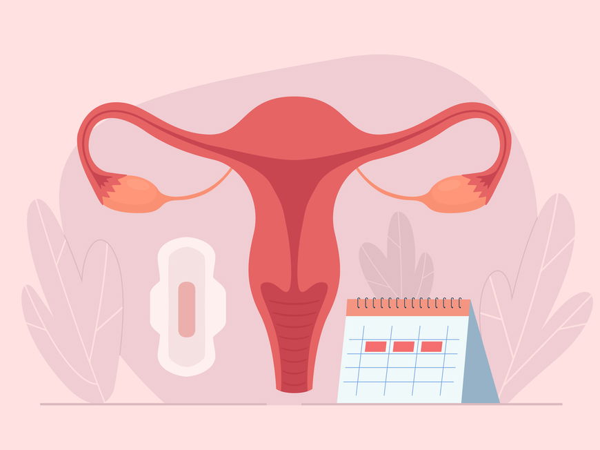Grafik einer Gebärmutter mit Bine und Kalender, um den Menstruationszyklus darzustellen