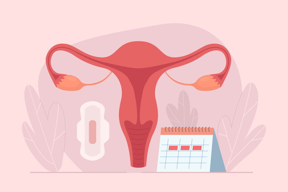 Grafik einer Gebärmutter mit Bine und Kalender, um den Menstruationszyklus darzustellen