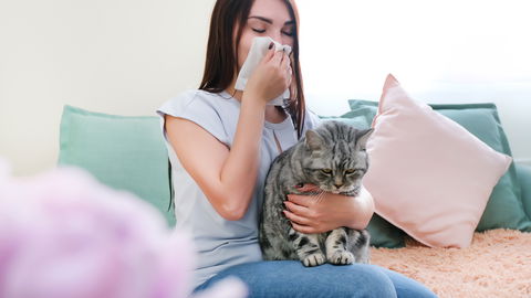 Hausmittel bei Katzenallergie: Was lindert natürlich die Symptome?