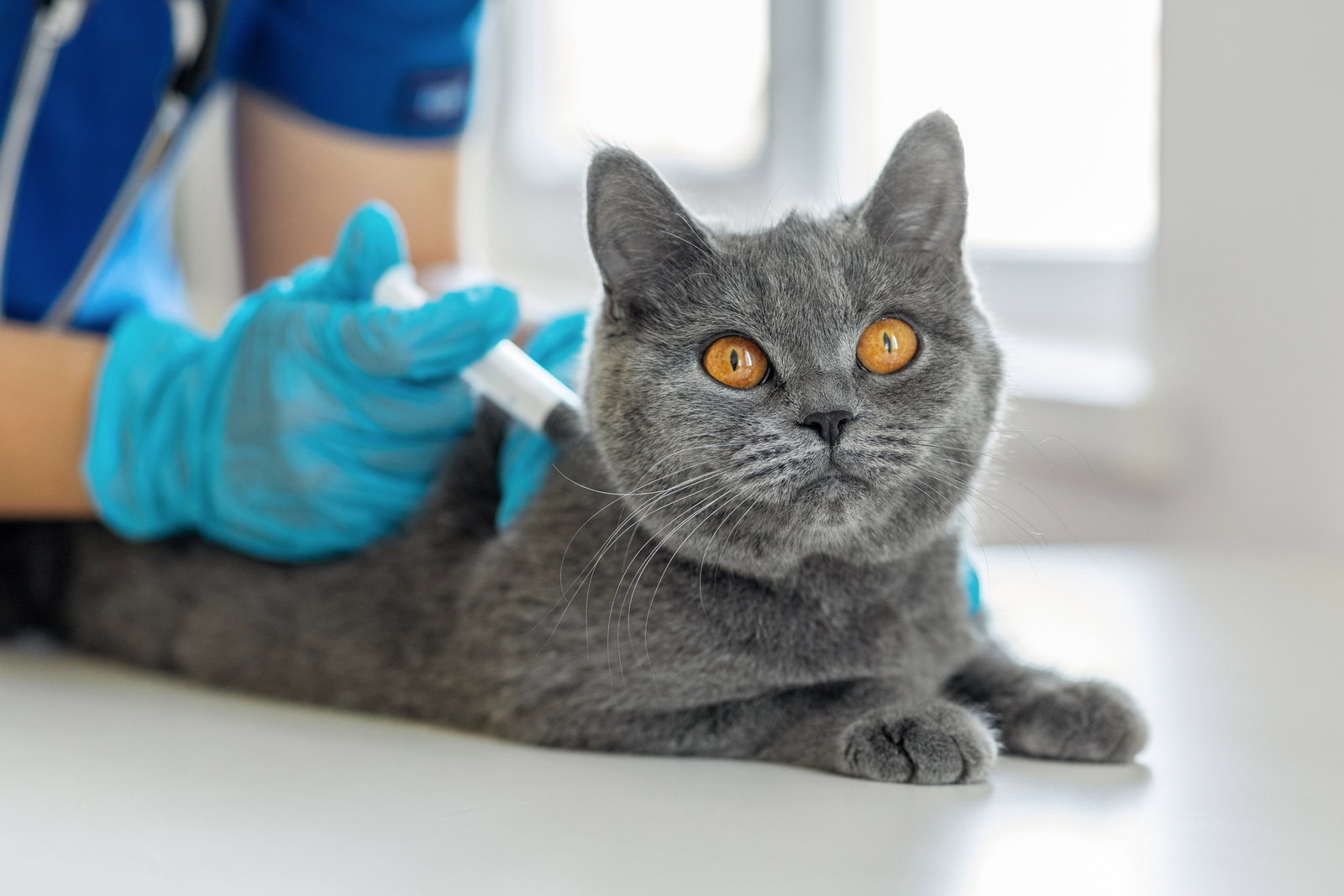 Impfung bei Katzenhaarallergie: Neue Hoffnung für Allergiker?