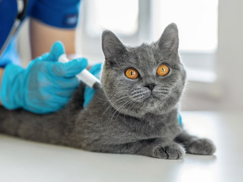 Impfung bei Katzenhaarallergie: Neue Hoffnung für Allergiker?