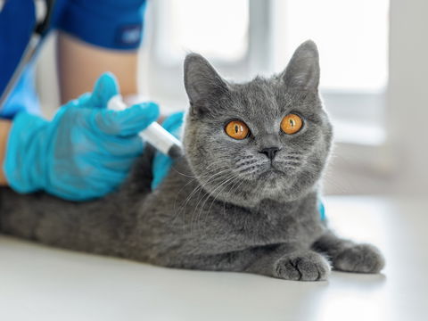 Impfung bei Katzenhaarallergie: Neue Hoffnung für Allergiker?