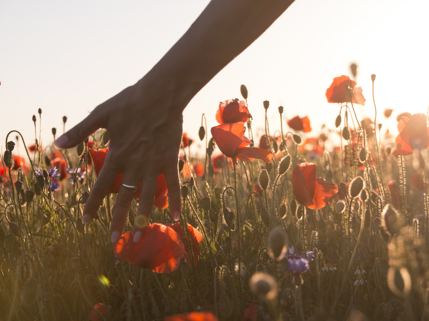 Frau fasst mit der Hand in ein Feld mit Mohnblumen