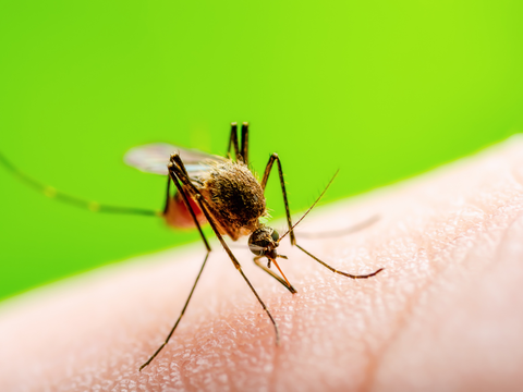 Oropouche-Virus in Deutschland: Wie gefährlich ist die Krankheit? 