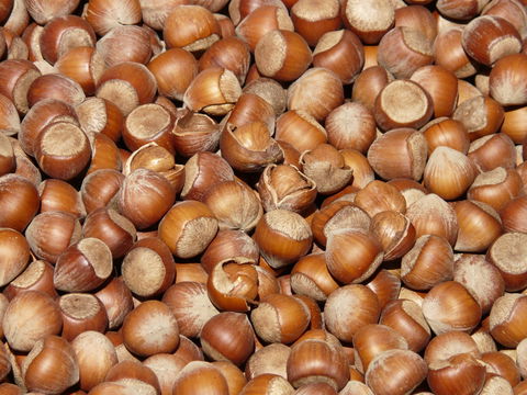Sind Haselnüsse gesund? Diese gesundheitlichen Vorteile gibt es