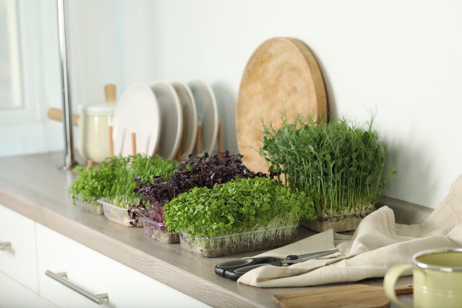 Microgreens anbauen: Gesunde Mini-Kräuter für zu Hause