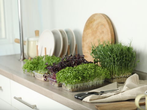 Microgreens anbauen: Gesunde Mini-Kräuter für zu Hause
