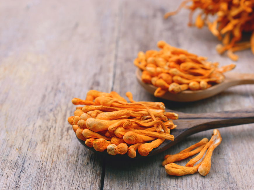 Cordyceps
