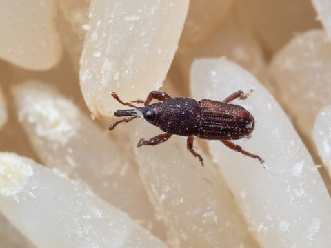 Haferflocken-Lagerung: Vorsicht vor diesem fiesen Käfer