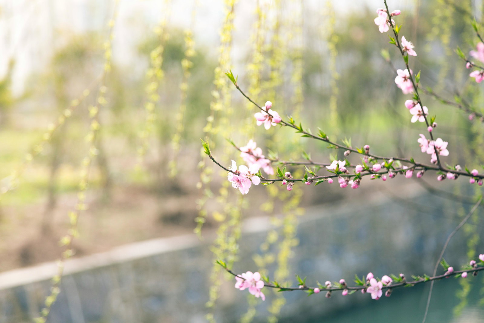 Pollen-Explosion zum Wochenstart: Warum Allergiker bei diesen Temperaturen jetzt sofort handeln müssen