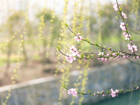 Pollen-Explosion zum Wochenstart: Warum Allergiker bei diesen Temperaturen jetzt sofort handeln müssen