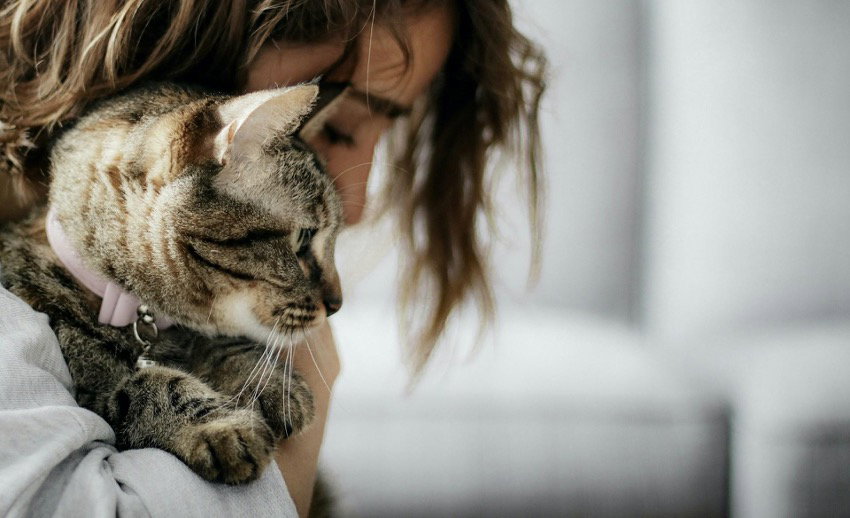 Schnurrende Seelentröster: Warum Katzen so guttun