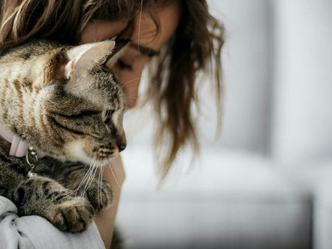 Schnurrende Seelentröster: Warum Katzen so guttun