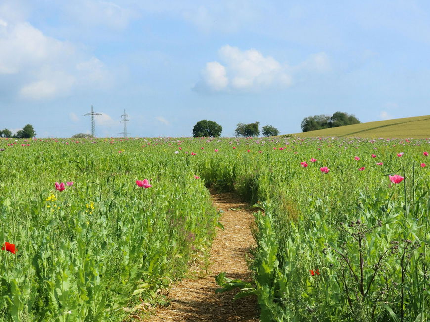20 Grad Sonnenschein auf dem Feld zu Pfingsten