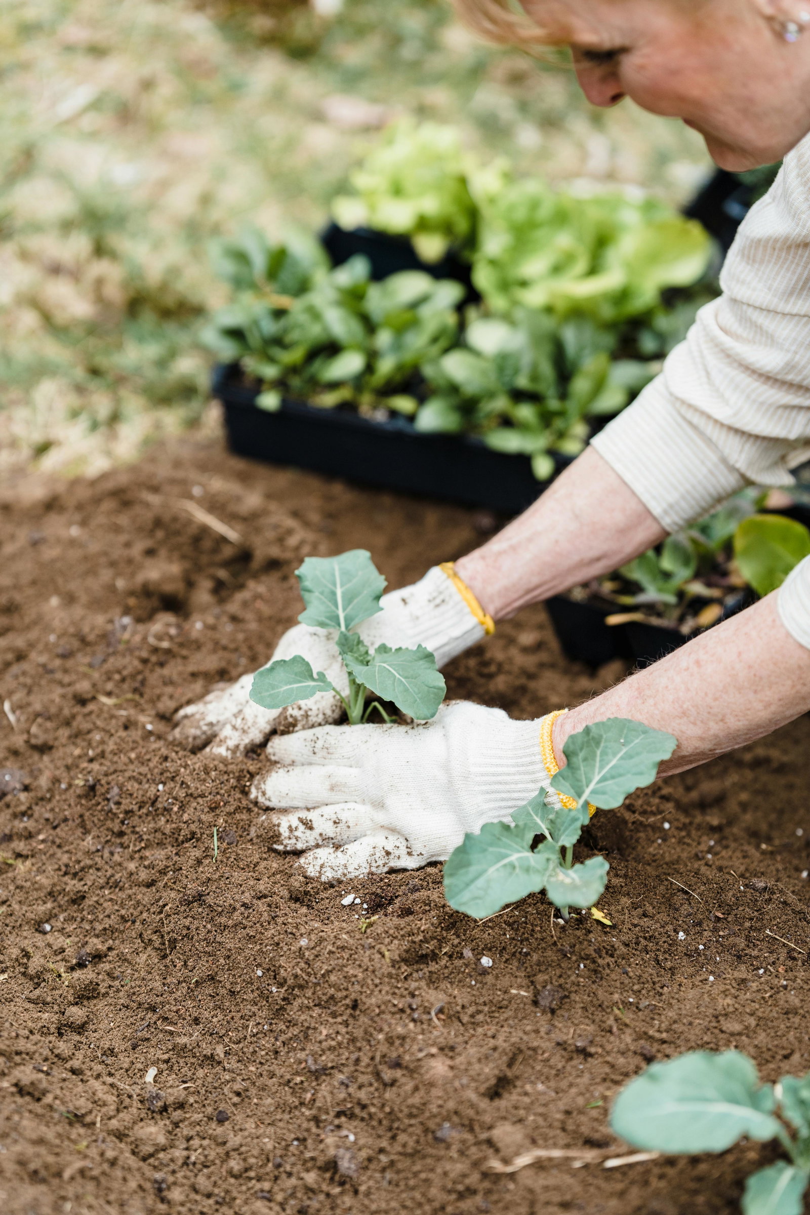 Eisheilige vorbei: Diese 5 Pflanzen dürfen ab heute endlich ins Beet (und so überleben sie garantiert)