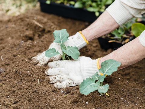 Eisheilige vorbei: Diese 5 Pflanzen dürfen ab heute endlich ins Beet (und so überleben sie garantiert)