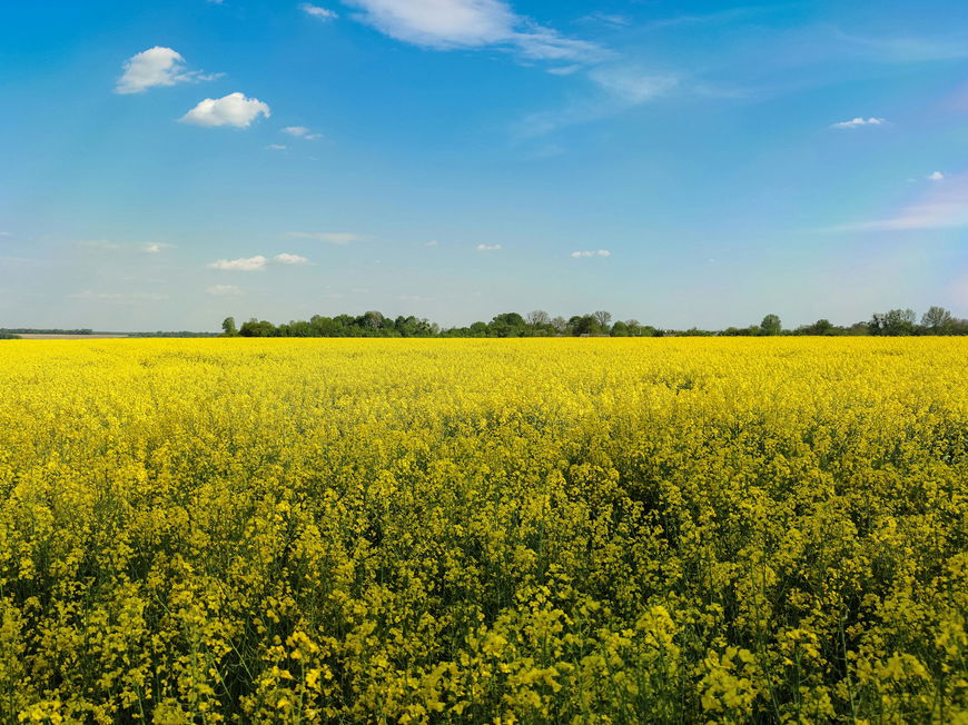 Rapsfeld Frühling