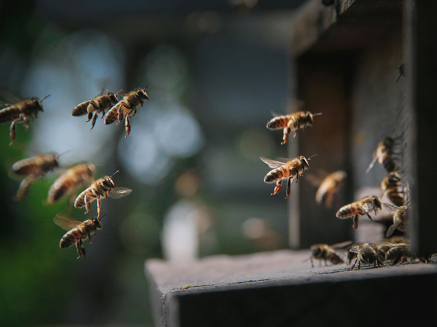 Weltbienentag 2026: Bienen fliegen