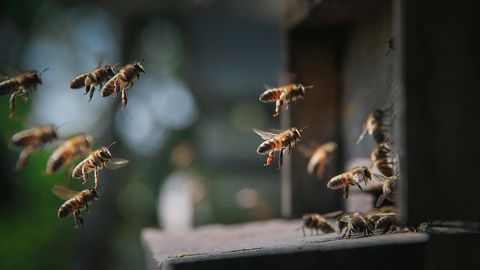Weltbienentag 2026: Flüssiges Gold – Warum Honig besonders gesund für den Körper ist