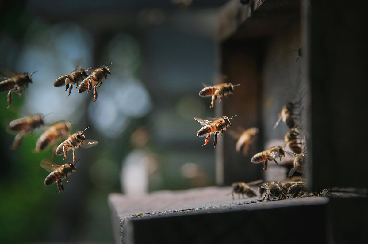 Weltbienentag 2026: Bienen fliegen