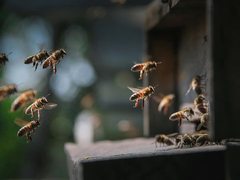 Weltbienentag 2026: Flüssiges Gold – Warum Honig besonders gesund für den Körper ist
