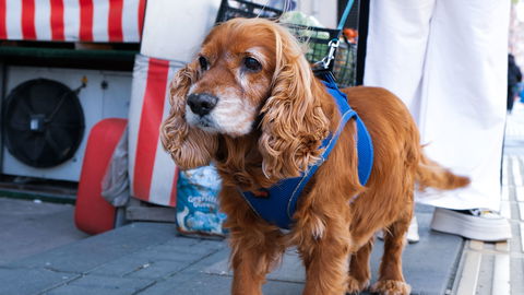 Hund hat Kirschen gefressen: Wie gefährlich sind die Kerne wirklich?