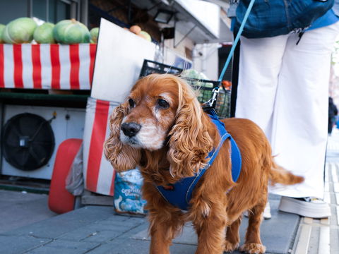 Hund hat Kirschen gefressen: Wie gefährlich sind die Kerne wirklich?