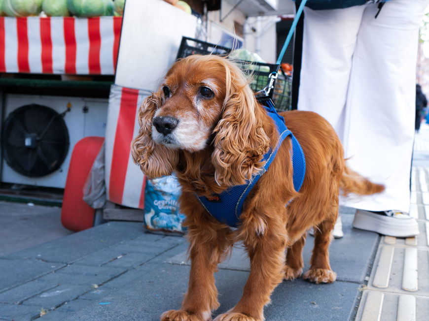 Hund auf einem Markt