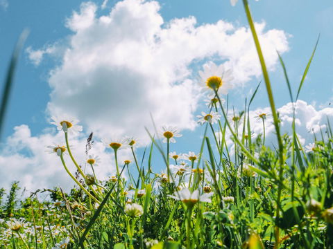 Bauernregel im Juni: Was uns die Schafskälte über den restlichen Sommer verrät