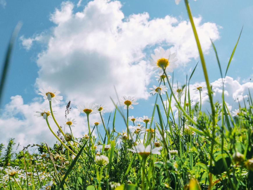 Schafskälte & Bauernregeln im Juni: Sommer-Prognose