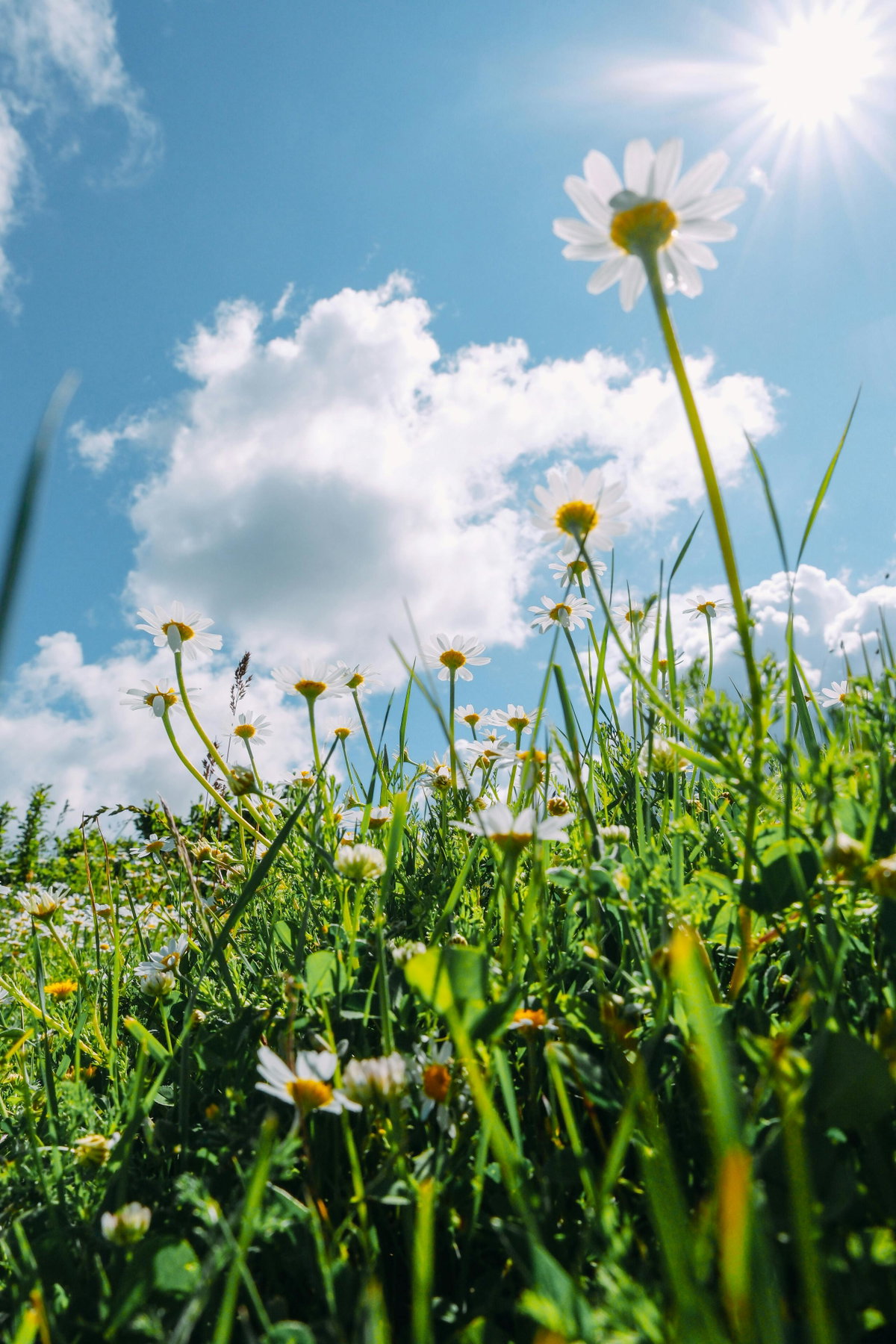 Schafskälte & Bauernregeln im Juni: Sommer-Prognose