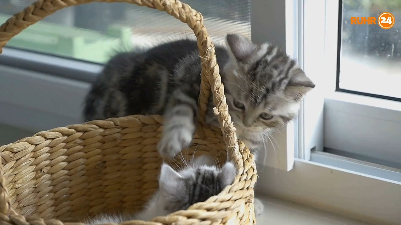 Katzenklo säubern – Tipps für Katzenbesitzer