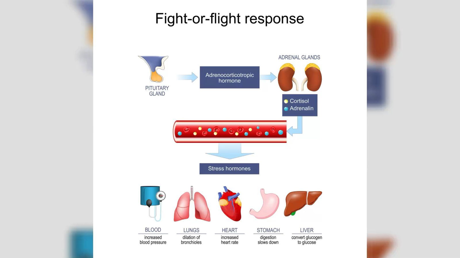 Fight-or-Flight-Syndrom: Wie unser Körper auf Gefahr reagiert