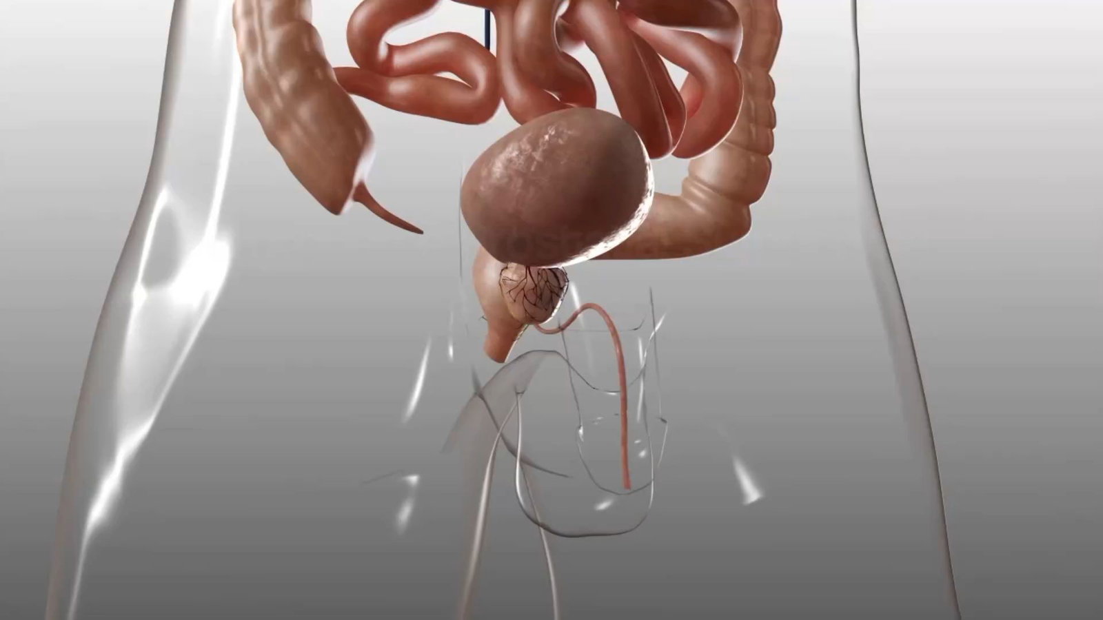 Prostata-Vorsorge: Diese Symptome könnten auf eine vergrößerte Prostata hindeuten