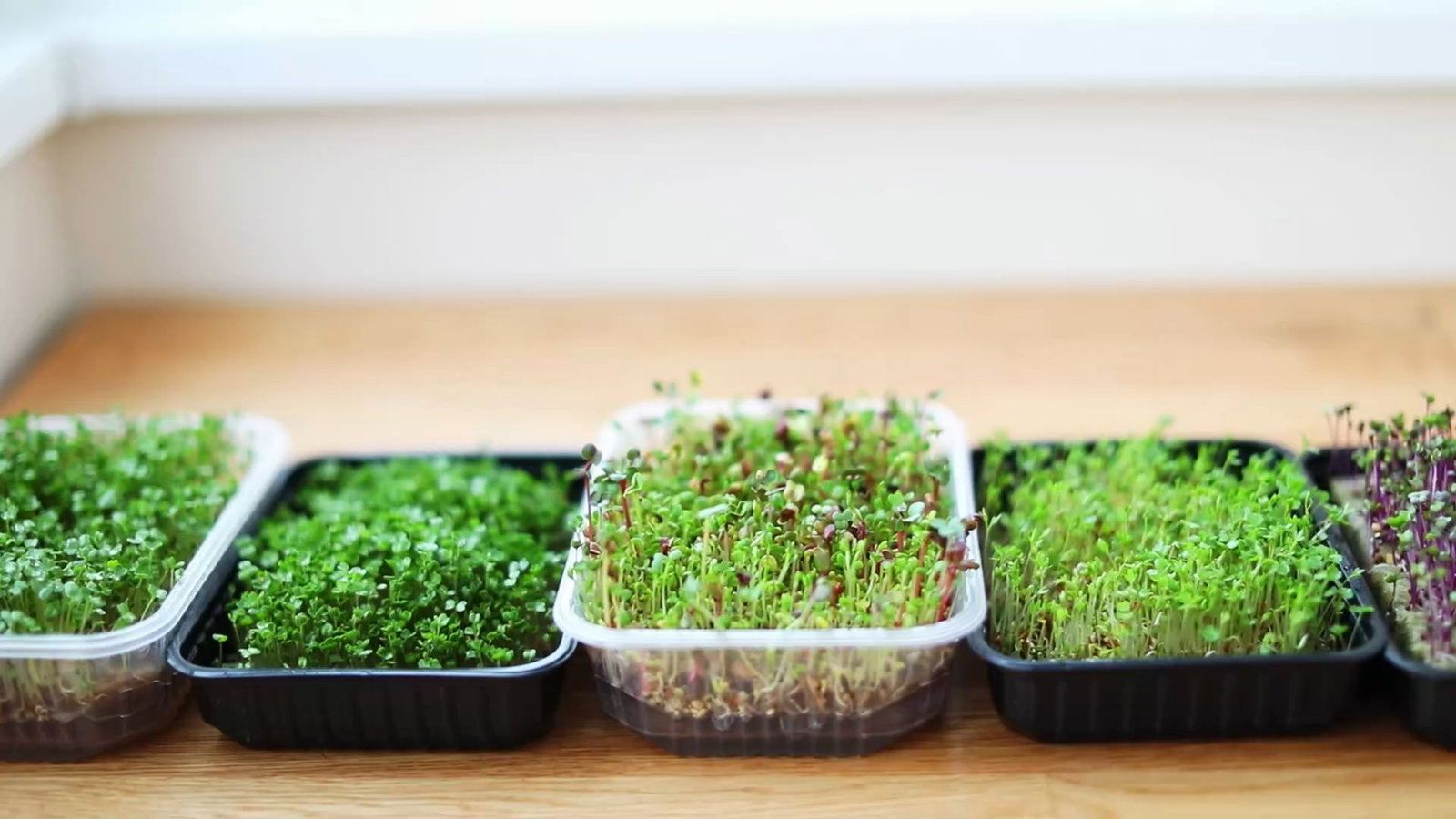 Microgreens zu Hause anbauen: Gesunde Mini-Kräuter leicht gemacht