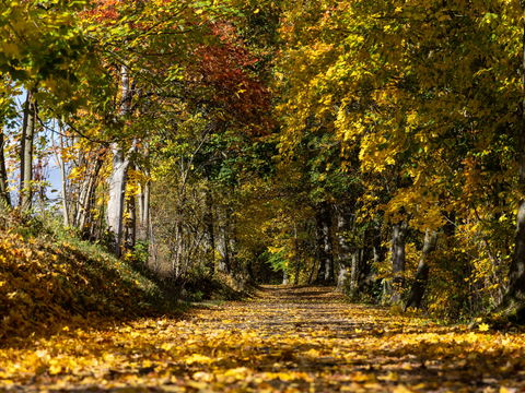 Gesund durch den Herbst: 9 einfache Tipps für mehr Energie im Alltag