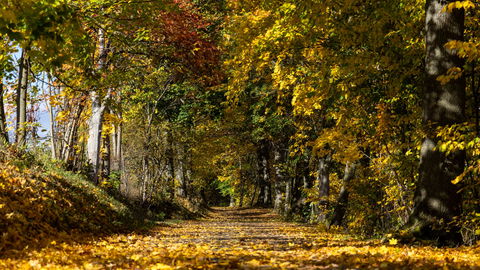 Gesund durch den Herbst: 9 einfache Tipps für mehr Energie im Alltag