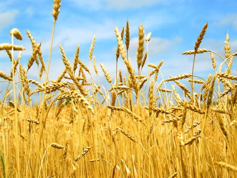 Eingeschränkte Vielfalt durch Bio-Piraterie