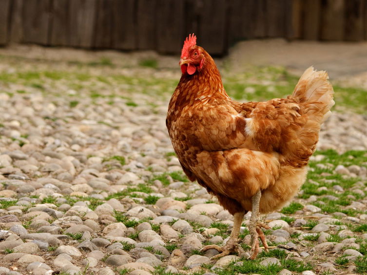 Huhn