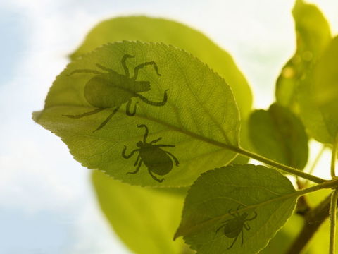 Zeckenstich mit Folgen