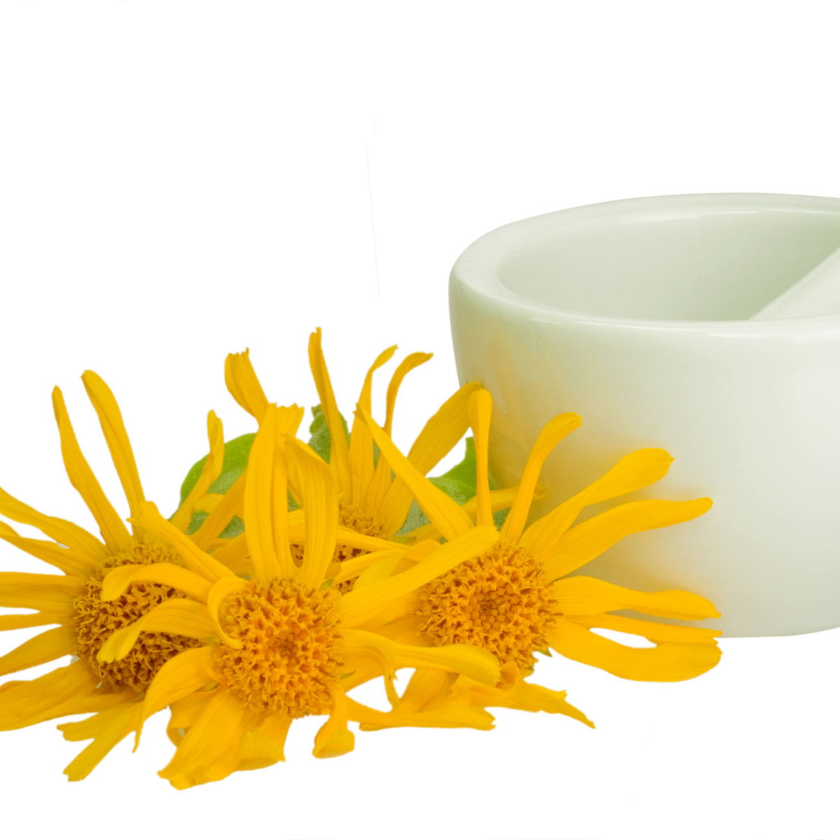 Arnica