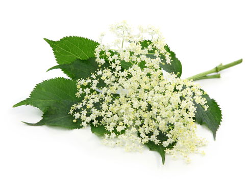 Leckere Gerichte mit Holunderblüten