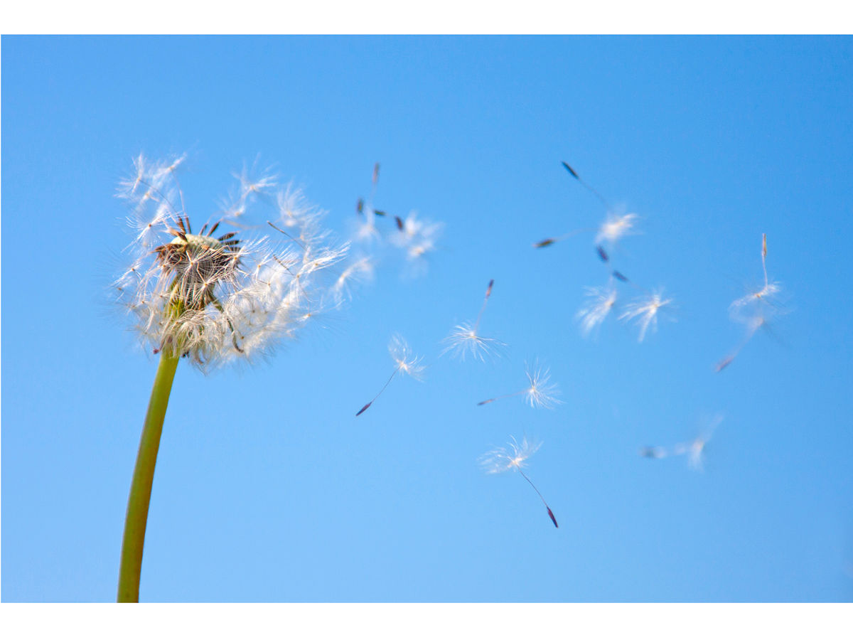 Pollen im Sommer