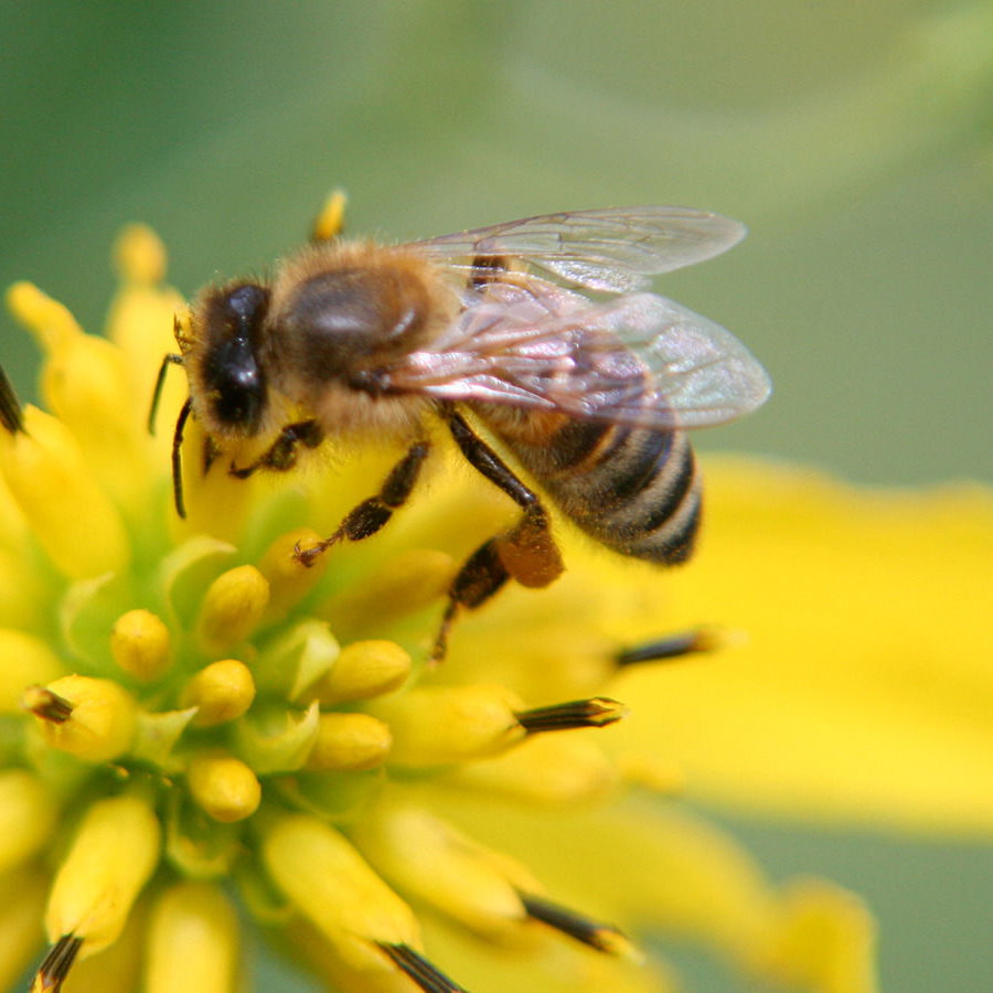 Bienenstiche behandeln