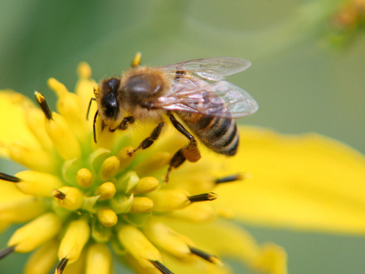 Bienenstiche behandeln
