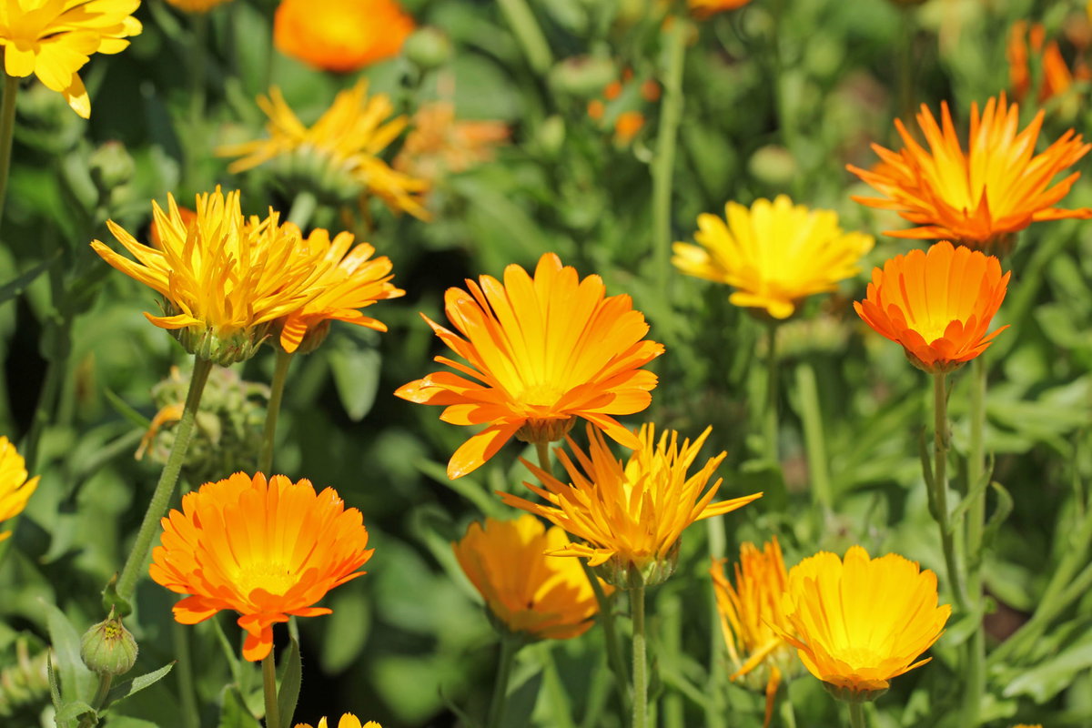Calendula D6 lässt Wunden heilen