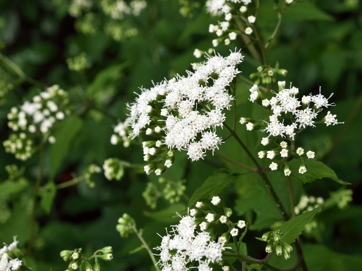 Eupatorium perfoliatum D6 gegen Grippe